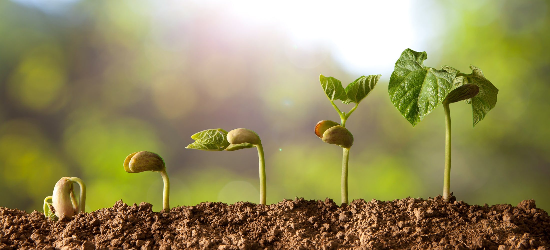 plant-growth-min ورمی کمپوست